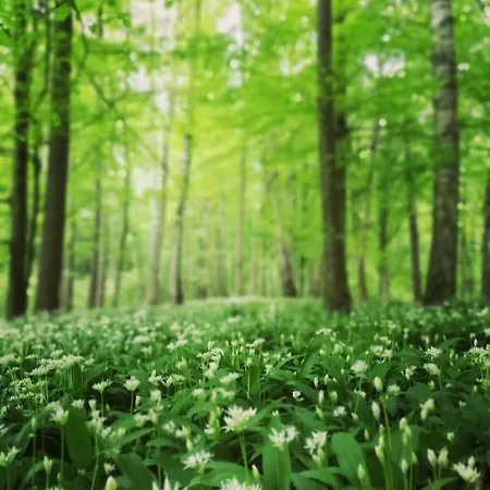 Siedlisko Milobrzozka